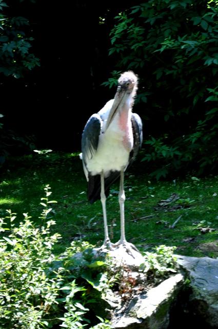 min 2013 07 06 beauval 257